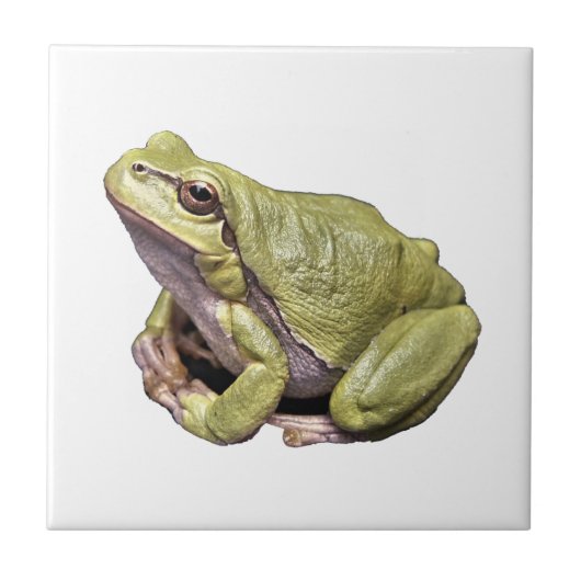 カエル タイル (正面)