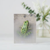 カエル/タッド葉書 ポストカード (スタンド正面)