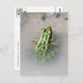 カエル/タッド葉書 ポストカード (正面/裏面)