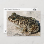 カエル/タッド葉書 ポストカード (正面/裏面)