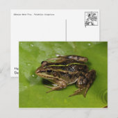 カエル/タッド葉書 ポストカード (正面/裏面)