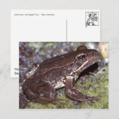 カエル/タッド葉書 ポストカード (正面/裏面)