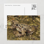 カエル/タッド葉書 ポストカード (正面/裏面)