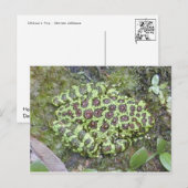 カエル/タッド葉書 ポストカード (正面/裏面)