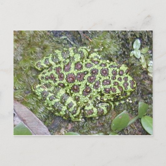 カエル/タッド葉書 ポストカード (正面)