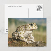 カエル/タッド葉書 ポストカード (正面/裏面)