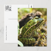カエル/タッド葉書 ポストカード (正面/裏面)