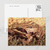 カエル/タッド葉書 ポストカード (正面/裏面)