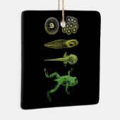 カエル・タポール変態ライフサイクル生物学 セラミックオーナメント (右)