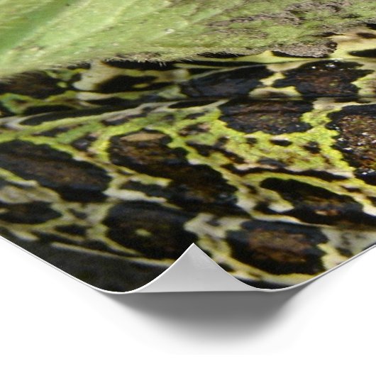 カエル ポスター (角)