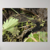 カエル ポスター (正面)