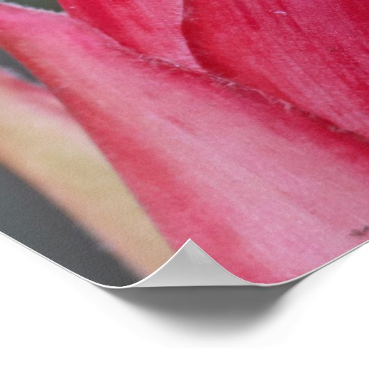 カエル ポスター (角)