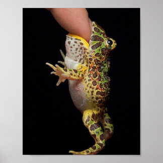 カエル ポスター