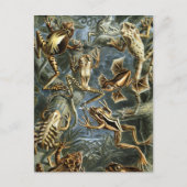 カエル ポストカード (正面)