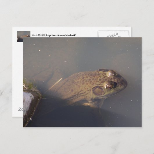 カエル ポストカード (正面/裏面)