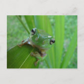 カエル ポストカード (正面)