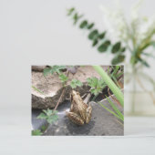 カエル ポストカード (スタンド正面)