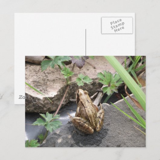 カエル ポストカード (正面/裏面)