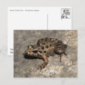 カエル ポストカード (正面/裏面)