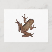 カエル