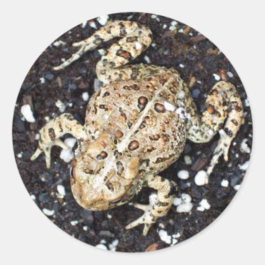 カエル ラウンドシール (正面)