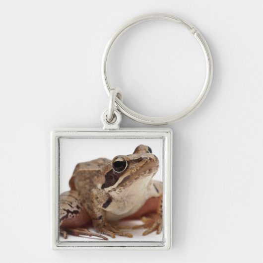 カエル-ラナのarvalis --を繋ぎ止めて下さい キーホルダー (正面)