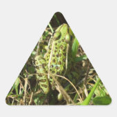 カエル 三角形シール (正面)