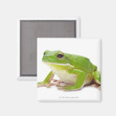 カエルLitora Infrafrenata マグネット (正面/裏面)