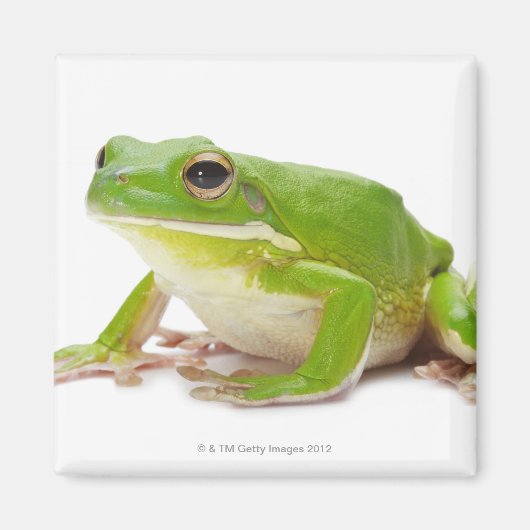 カエルLitora Infrafrenata マグネット (正面)