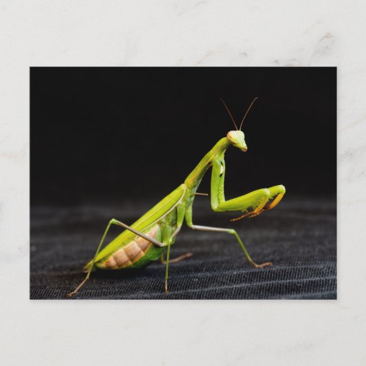 カオスジカマキリ ポストカード (正面)