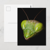 カオスジカマキリ ポストカード (正面/裏面)