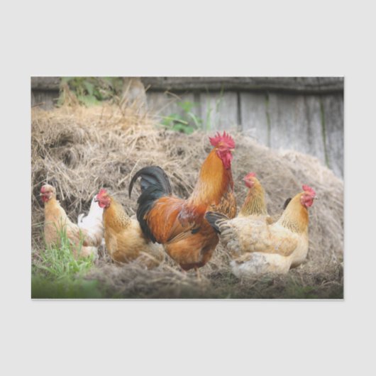 カオティックチキンポートレート部3 薄葉紙 (正面)