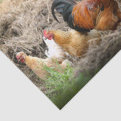 カオティックチキンポートレート部3 薄葉紙 (詳細)