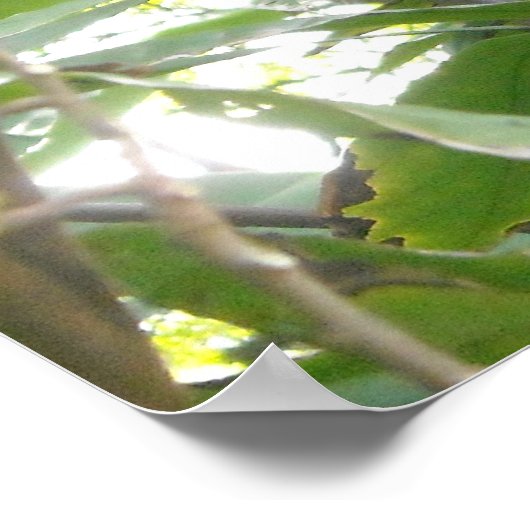 カカオツリー ポスター (角)