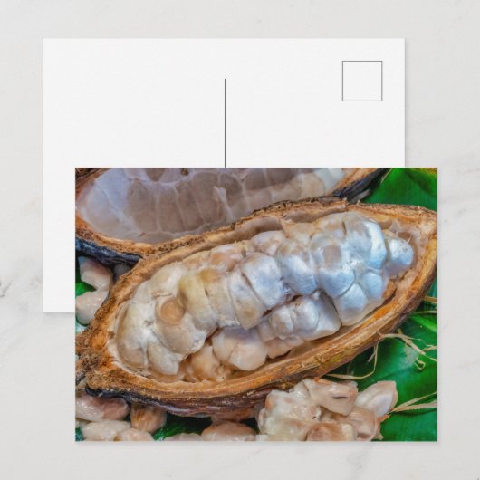 カカオポッド  ポストカード (正面/裏面)