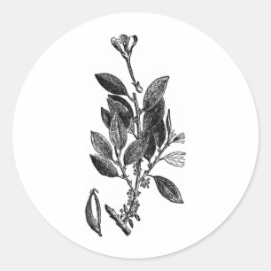 カカオ植物(生チョコレート) ラウンドシール