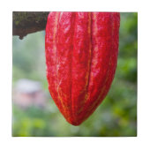 カカオ・ポッド・レッド タイル (正面)