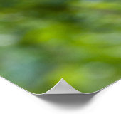 カカオ・ポッド・レッド ポスター (角)