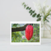 カカオ・ポッド・レッド ポストカード (スタンド正面)