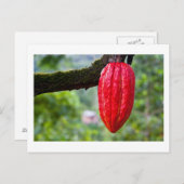 カカオ・ポッド・レッド ポストカード (正面/裏面)