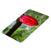 カカオ・ポッド・レッド マグネット (左側)