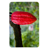 カカオ・ポッド・レッド マグネット (縦)