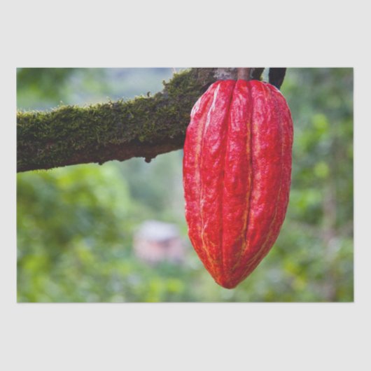 カカオ・ポッド・レッド 薄葉紙 (正面)