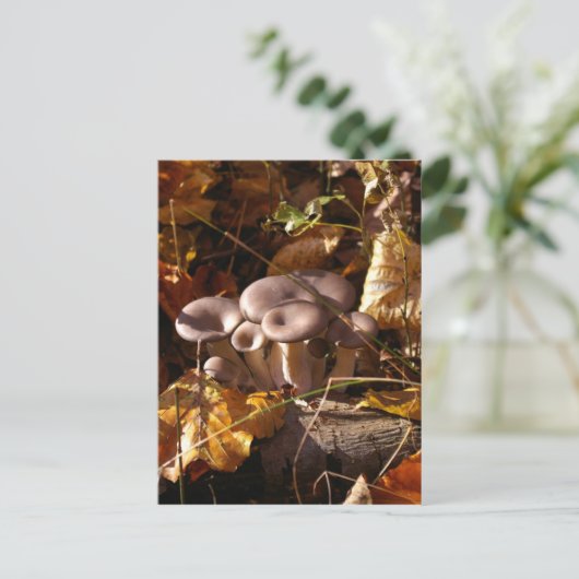 カキ茸 ポストカード (スタンド正面)