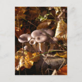 カキ茸 ポストカード (正面)