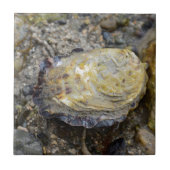 カキ貝 タイル (正面)