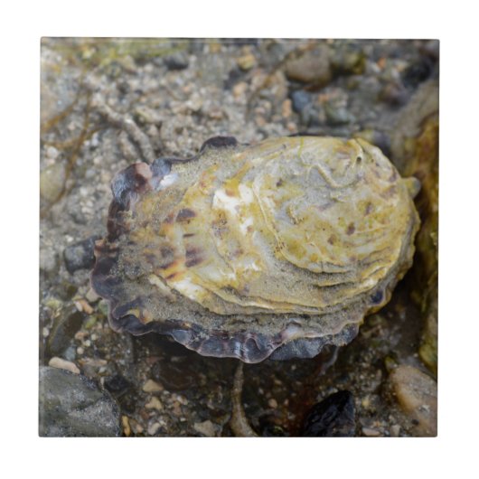 カキ貝 タイル (正面)