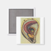 カキ マグネット (正面/裏面)