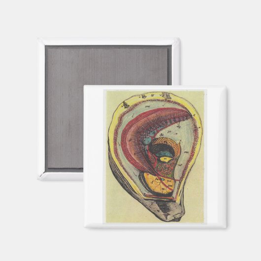 カキ マグネット (正面/裏面)