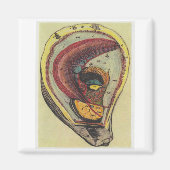 カキ マグネット (正面)